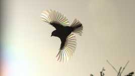 Mesange à contre jour au soleil couchant