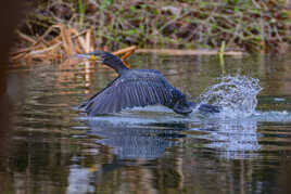 Allons voir ailleurs
