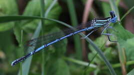 Pennipatte bleuâtre