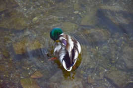 Mon petit canard