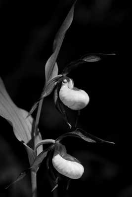 Vénus en noir et blanc