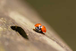 Pilote non grèviste ! Pret pour le decollage !