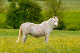 Cheval et boutons d'or