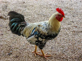 Coq Cubain