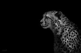 guepard 1