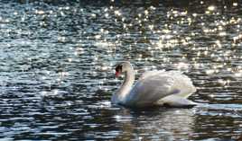 Le Cygne et les diamants