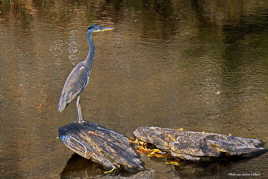 Le héron à 16:20:55