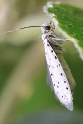 Papillon hyponomeute