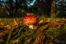 Ça ne tue pas que les mouches