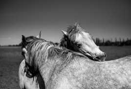 Moment de tendresse.