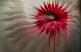 explozoom sur gerbera