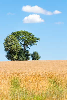 Couleurs d'été