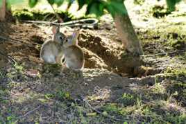 LES LAPINS