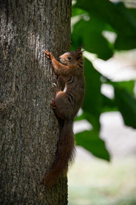 Visiteur du jardin