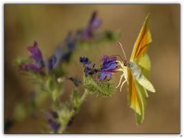 départ d'un papillon citron