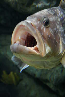 Mérou de méditérranée