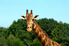 Portait de girafe