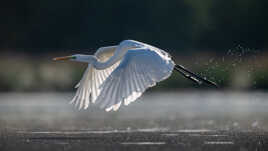 L'envol de la dame blanche