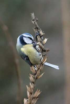 Mésange bleue à la cueillette