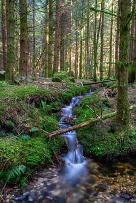 Ruisseau dans les sous-bois