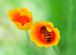 abeille dans sont cocon