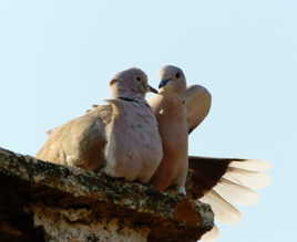 Ils s'aimaient d'amour tendre...