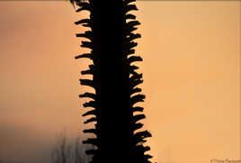 Tronc de palmier au couchant