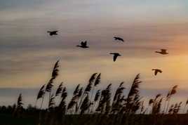 Vol d'oies sauvages