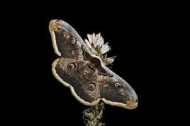 Le grand paon de nuit