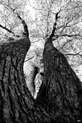 Ces Géants presque humains