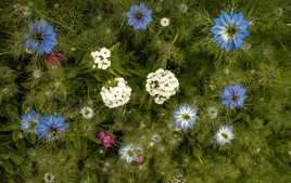 Au dessus des fleurs