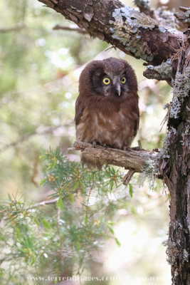 Chouette de tengmalm