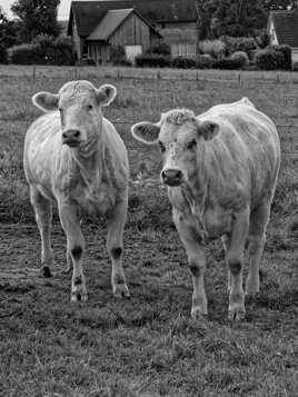 campagne normande