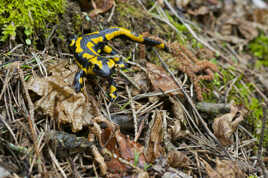 En jaune et noir