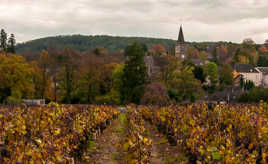 Vignes bourguignonnes