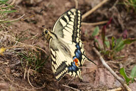 Machaon