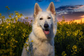 Beau chien, dans un beau champ, avec un beau couché de soleil :-)