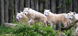 Demi meute de Loups Arctiques