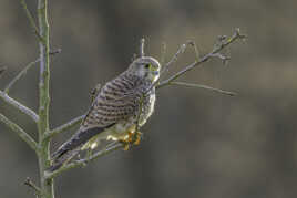 Le Faucon crécerelle