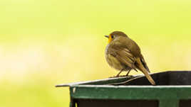 un tresor au bord de la poubelle