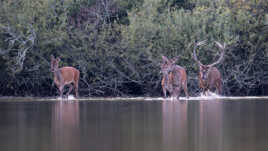 Attendez moi les filles !