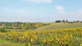 L'Automne s'installe dans le vignoble