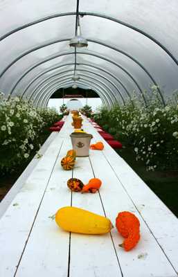 la fête des cucurbitacées