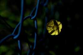 prisonnière dans la nuit