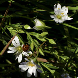 la coccinelle à 7 points