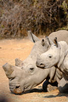 Telle mère, telle fille