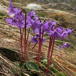 frêles fleurs de montagne