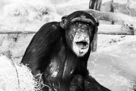 chimpanzé