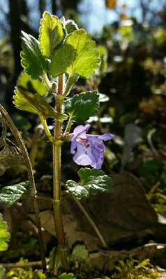 petite fleurs