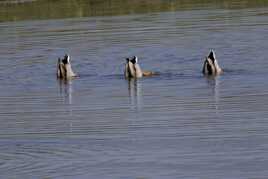 Natation synchronisée !....